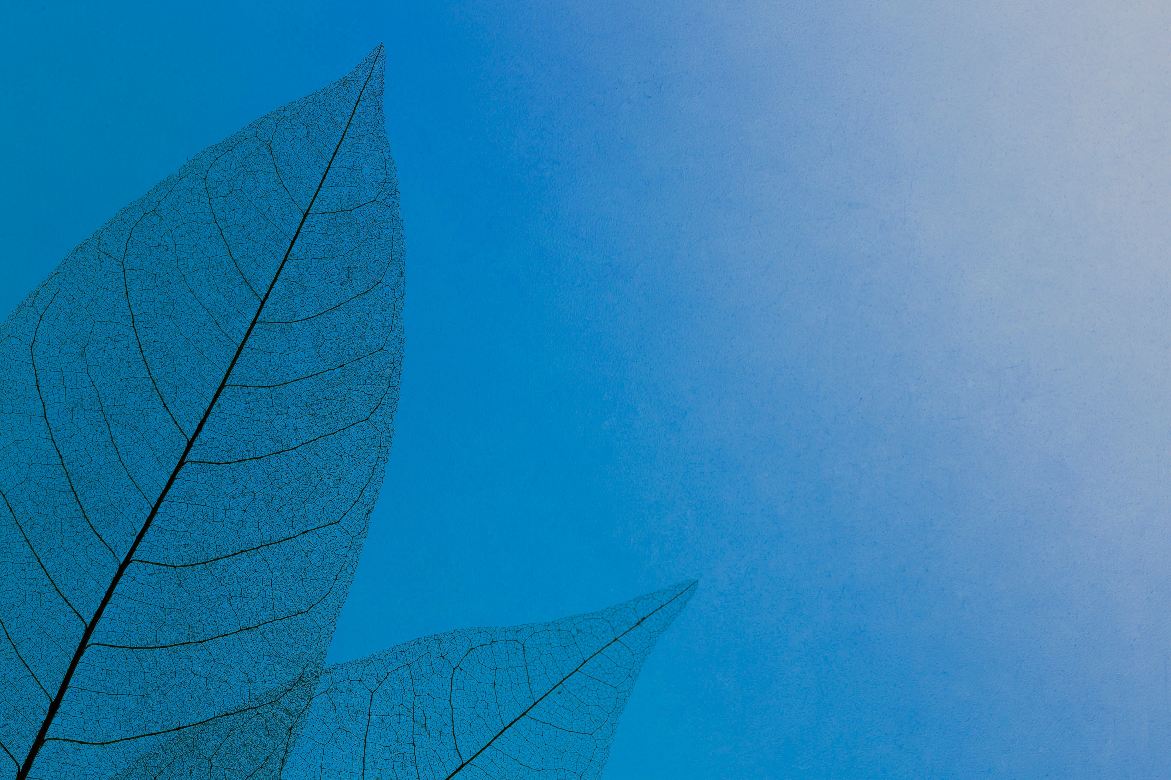 top-view-colored-translucent-leaves-texture.jpg
